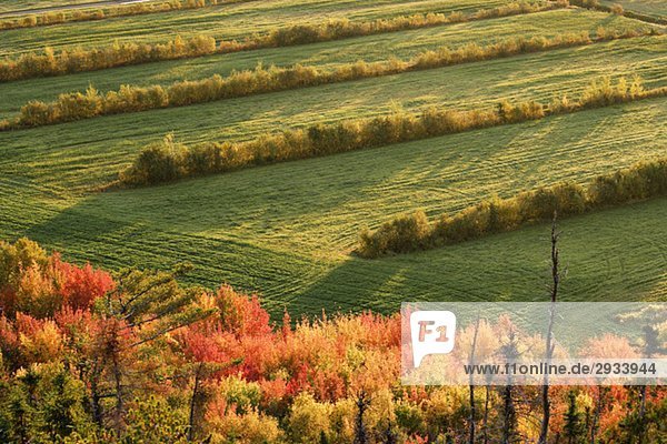 View of fall colours and field at sunrise  Bas-Saint-Laurent region  Saint-Germain-de-Kamouraska  Quebec