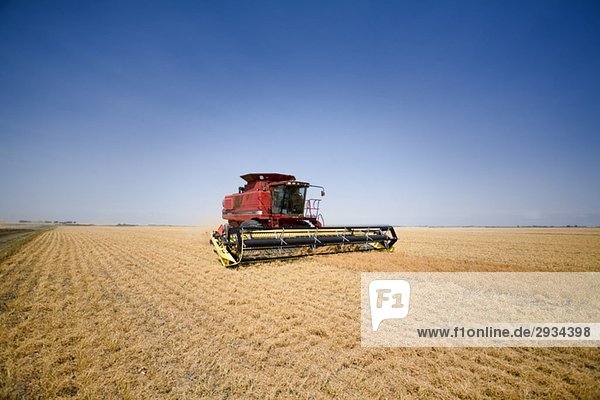 Combine in field of lentils  Regina  Saskatchewan  Canada