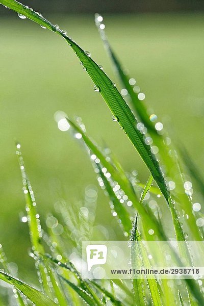 Grass and droplets