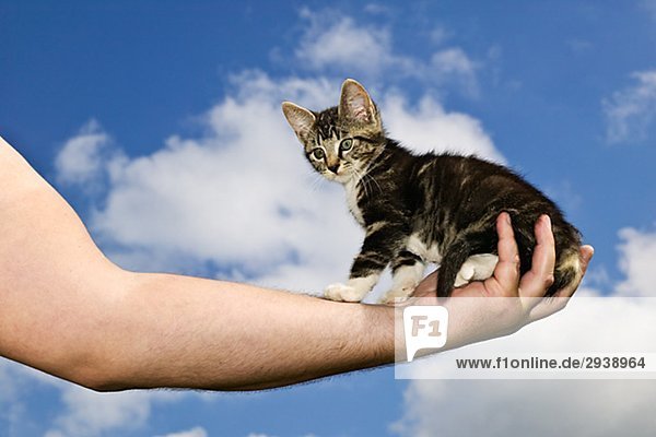 Ein Mann ein Kätzchen gegen einen blauen Himmel Schweden hält.