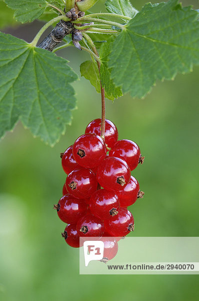 Rote Johannisbeeren  Ribes rubrum