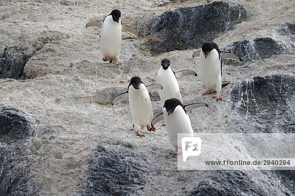 Adelie Penguins (Pygoscelis adeliae)  Gourdin Island  Antarctica