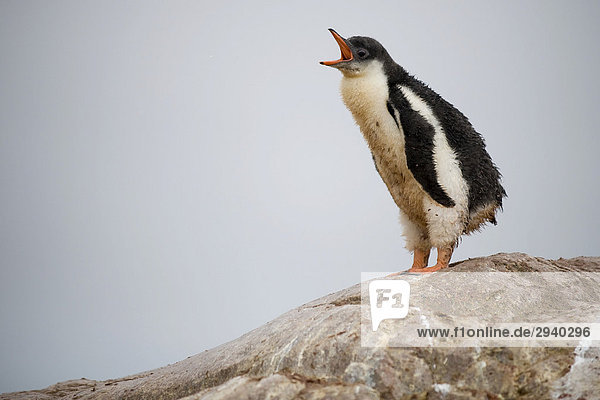 Young Gentoo Penguin (Pygoscelis papua)  Neko Harbour  Antarctica