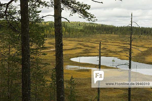 Apamoor  Moorsee  Kiefernwald  Patvinsuo Nationalpark  Finnland