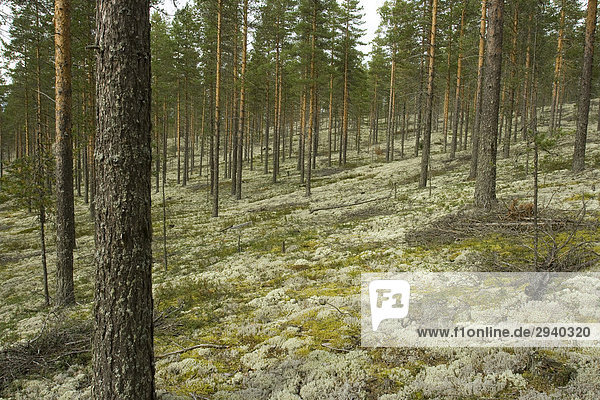 Rentierflechte (Cladonia rangiferina) im Kiefernwald des Rokua Nationalpark  Finnland