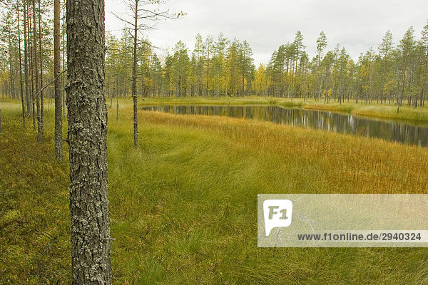 Moorsee  Kiefernwald  Herbst  Tiiliikajärvi National Park  Finnland