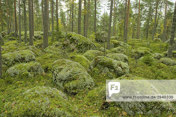Kiefernwald  mit Moos und Rentierflechte (Cladonia rangiferina) überzogene Felsbrocken  Isojärvi National Park  Finnland