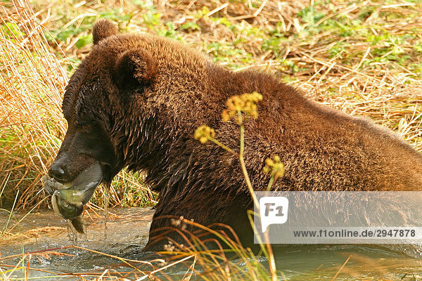 Grizzlybär mit einem Lachs im Mund  Haines  Alaska