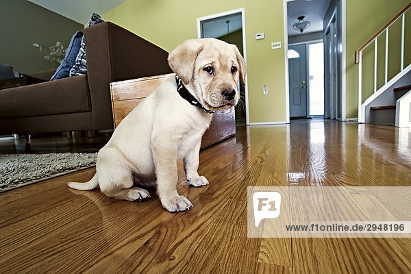 gelb Labrador Eigentumswohnung Retriever Welpe neues Zuhause