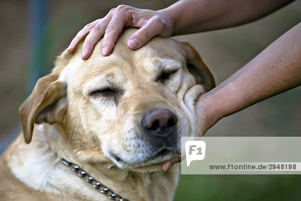Person streicheln ein yellow Labrador-Apportierhund