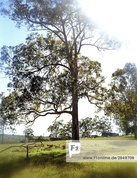 Baum im Feld Hunter Valley  Australien