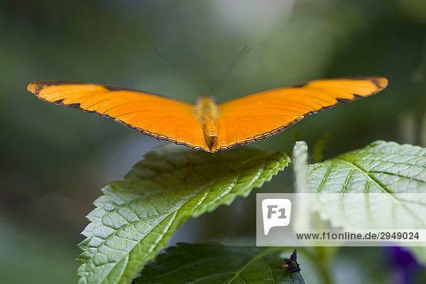 Julia Butterfly (Dryas Julia) Mittel- und Südamerika