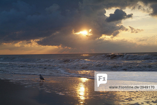 Zwei Möwen am Strand bei Sonnenaufgang  Myrtle Beach  South Carolina  USA