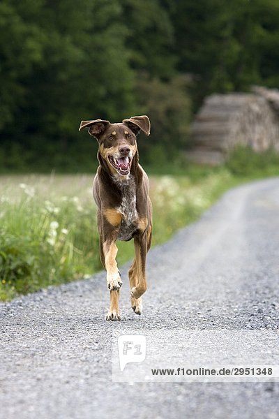 Rennender Hund auf Feldweg  Frontal