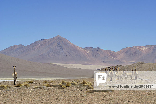 Vikunjas (Vicugna vicugna)  Uyuni Highlands  Bolivia