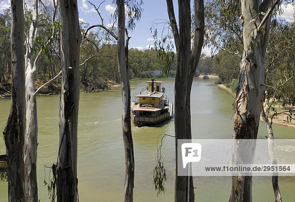 Historic steamwheeler on the Murray River  Echuga  Victoria  Australia
