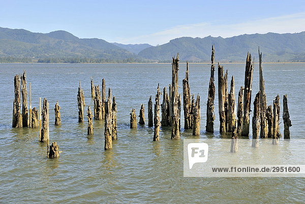 Verwitterte Baumstämme im flachen Wasser der Tillamook Bay  Pazifikküste  Oregon  USA