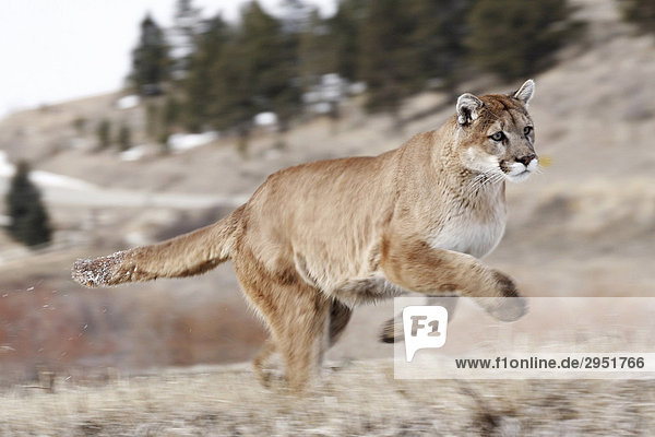 Laufender Puma (Felis concolor)  Montana  USA