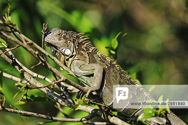 Leguan (Iguanidae) in Costa Rica  Mittelamerika