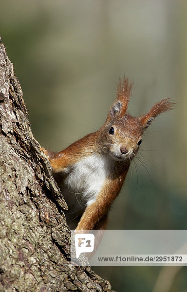 Eichhörnchen (Sciurus vulgaris) am Baumstamm