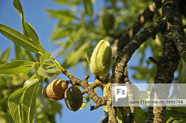 Gruene und braune Mandeln  jung und alt  Fruechte an einem Mandelbaum  Costa Blanca  Spanien