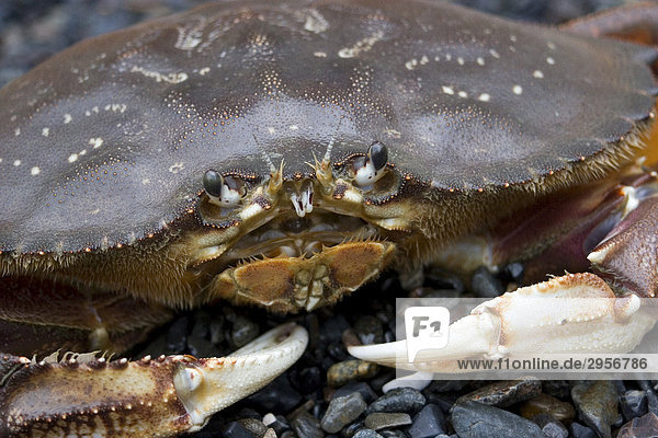 Close-up of a red rock crab on shore