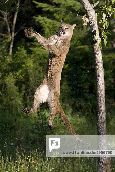 Puma (felis concolor) springt nach oben