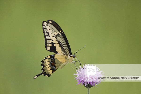 Giant Swallowtail (Papilio cresphontes)  Alttier frisst an texanischer Distel  Sinton  Corpus Christi  Texas  USA