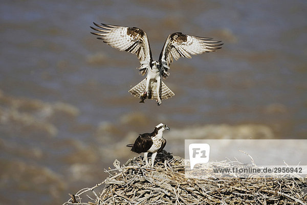 Fischadler (Pandion haliaetus)  fliegendes Männchen bringt erbeutete Forelle zu Weibchen und Jungvogel im Nest  Yellowstone Fluss  Yellowstone-Nationalpark  Wyoming  USA