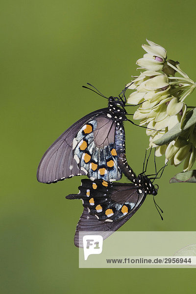 Pipevine Swallowtail (Battus philenor)  Paarung  Sinton  Corpus Christi  Texas  USA
