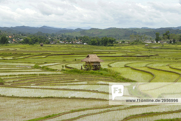 Frisch bepflanzte terrassierte Reisfelder der Tai Lue Ethnie bei Boun Neua  Phongsali Provinz  Laos  Südostasien