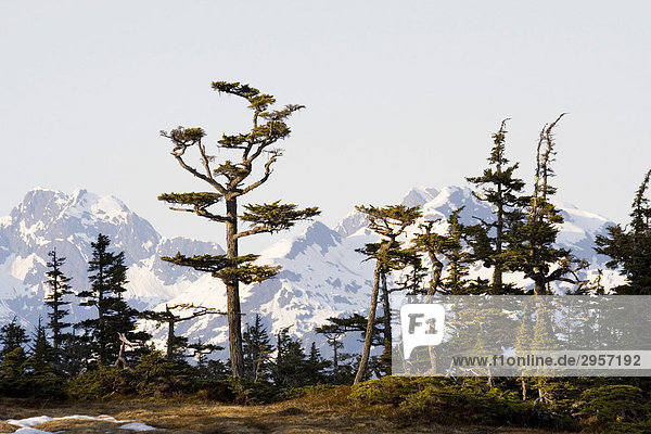 Zedern im Abendlicht  dahinter Berge  Pazifik Küste  Chugach National Forest  Prince William Sound  Alaska  USA