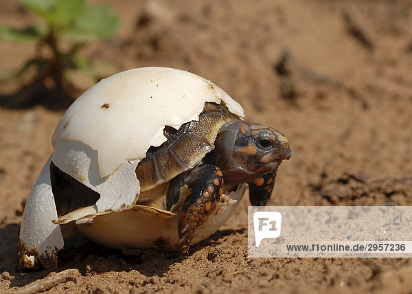 Schlüpfende Landschildkröte  Köhlerschildkröte (Geochelone carbonaria)  Gran Chaco  Paraguay  Südamerika