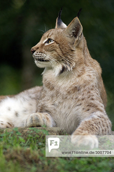 10853970  Eurasian Lynx  Lynx Lynx  Tier  tierische