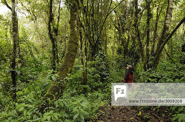Mann folgen Baum Wald Natur Holz Ecuador Regenwald