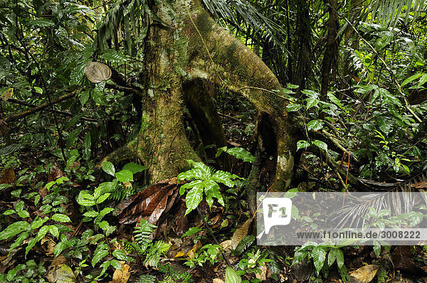 10856820  Ecuador  rainforest  forest  wood  nature  tropic  tropical  Napo Wildlife Center  Quechua Community  Yasuni National Park  Amazonia  Amazon basin  lush  green  jungle