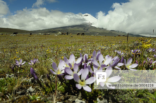 10856847  Ecuador  Wildblumen  Cotopaxi National