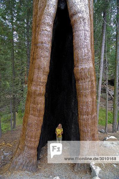 Frau steht im riesigen Baumstamm  Riesenmammutbaum (Sequoiadendron giganteum)  ausgebrannter Mammutbaum  Riesensequoia im Sequoia Nationalpark  Kalifornien  USA  Nordamerika