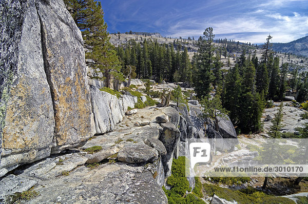 Typische Landschaft mit Granitfelsen  und Pinienwald am Olmsted Point Yosemite NP  Kalifornien  USA  Nordamerika
