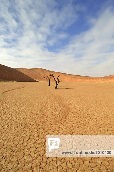 Ausgetrocknetes Deadvlei mit toten Bäumen in der Namib  Namibia  Afrika