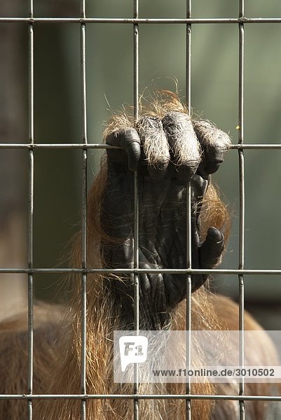 Affenhand durch Gitter greifend  Frankfurter Zoo  Deutschland