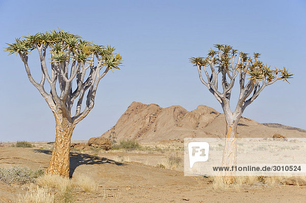 Köcherbäume (Aloe dichotoma) vor der Blutkuppe im Namib-Naukluft-Nationalpark  Namibia  Afrika
