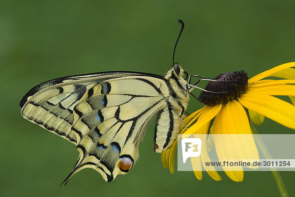 Schwalbenschwanz (Papilio machaon) auf einer Blüte  Schwaz  Tirol  Österreich  Europa