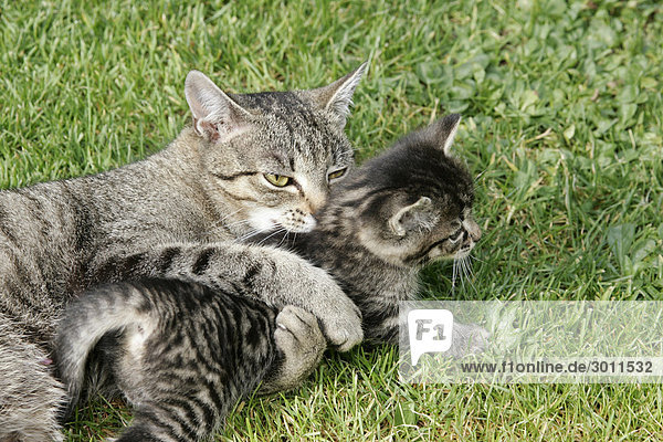 Domestic cat with kitten