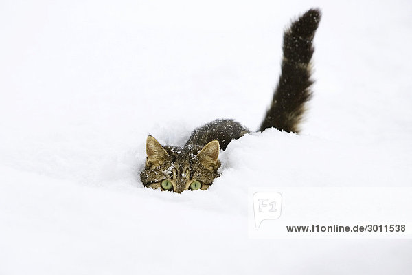 Katze im Schnee  Hauskatze