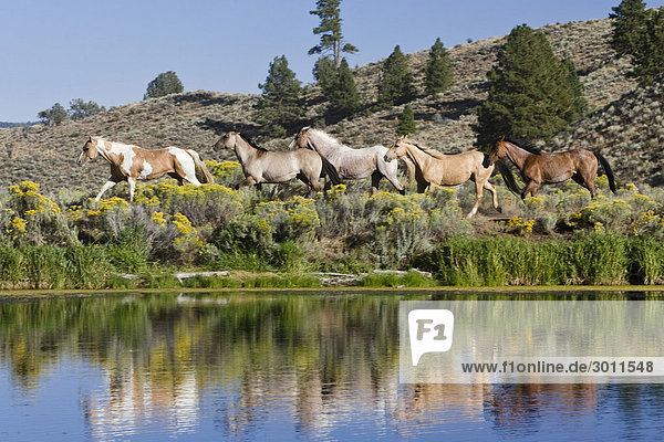 Pferde im Wilden Westen galoppieren  Oregon  USA