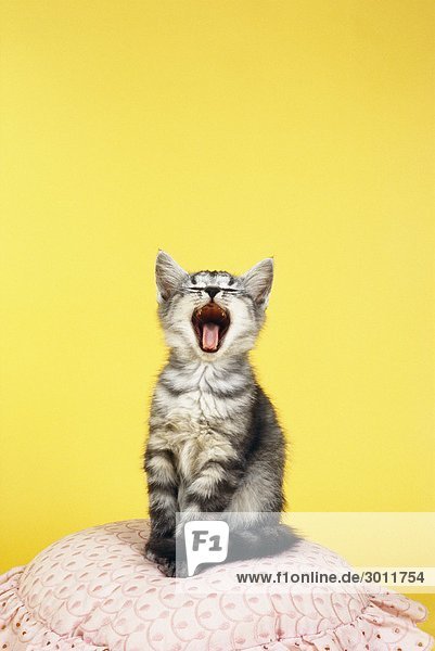 Eine Katze Gähnen.