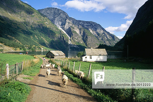Goats on a road in a mountain landscape.