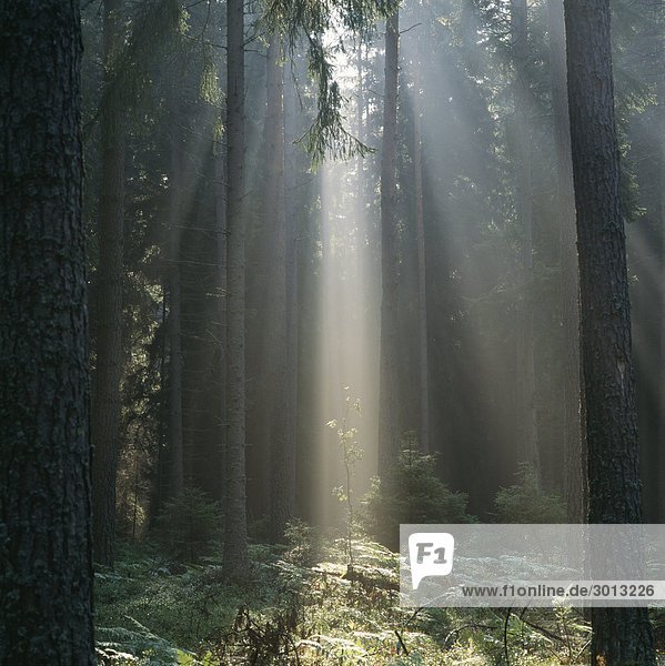 Sonnenstrahlen durch Bäume im Wald