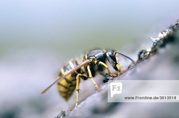 Ein Nahaufnahme Wasp-Schweden